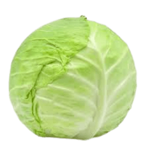 Cabbage