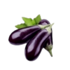 Fresh Brinjal.