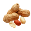 Fresh Groundnut