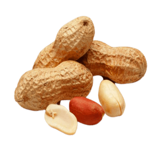 Fresh Groundnut