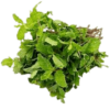 Fresh Mint Leaves.