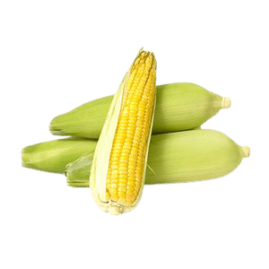 Fresh Sweet Corn