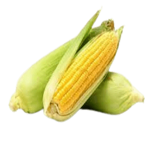 Fresh Sweet Corn