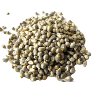 Organic - Kambu -Bajra Wild - Pearl Millet