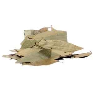 Organic – Bay Leaf | Biryani Leaf