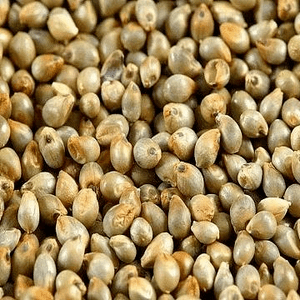 Organic - Kambu -Bajra Wild - Pearl Millet