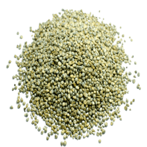 Organic - Kambu -Bajra Wild - Pearl Millet