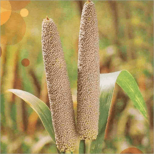 Organic - Kambu -Bajra Wild - Pearl Millet