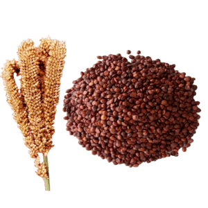 Organic – Ragi Whole | Finger Millet